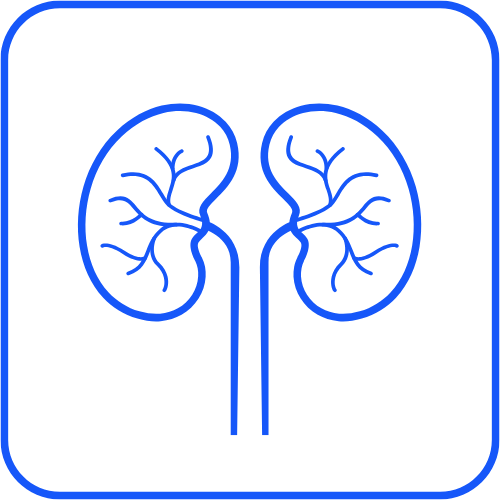 Kidney health icon